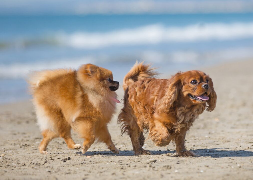 Dogs